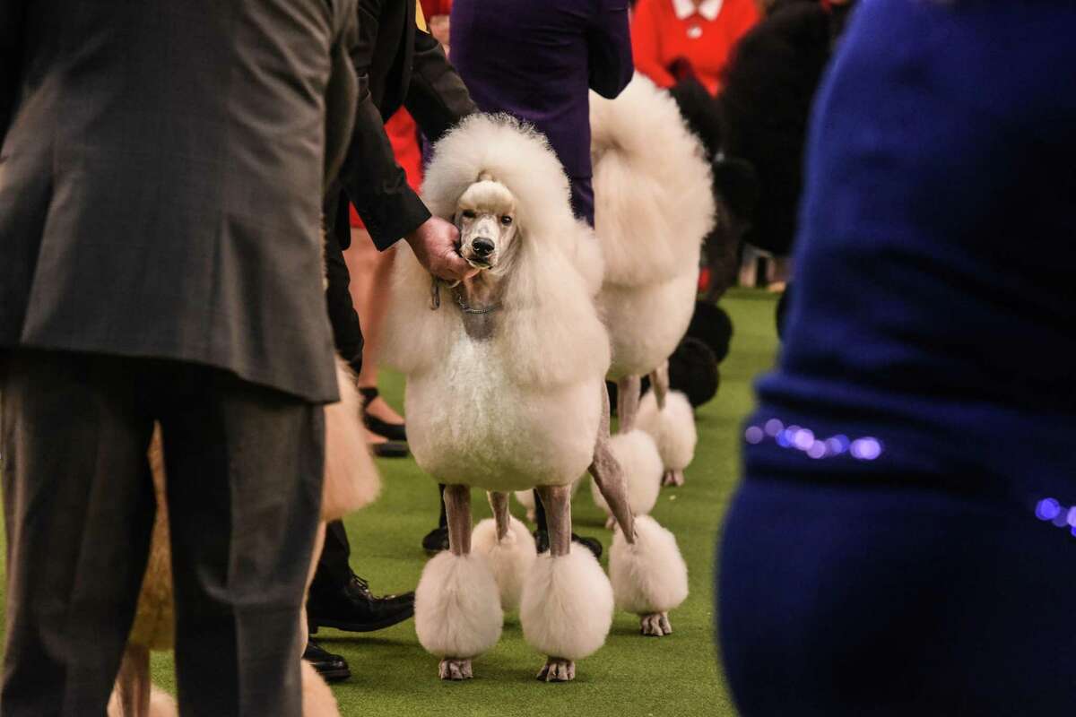 Poodle dogs are judged while participating in the annual Westminster Kennel Club dog show on Feb. 10, 2020 in New York City. The 144th annual Westminster Kennel Club Dog Show brings more than 200 breeds and varieties of dog into New York City for the the competition.