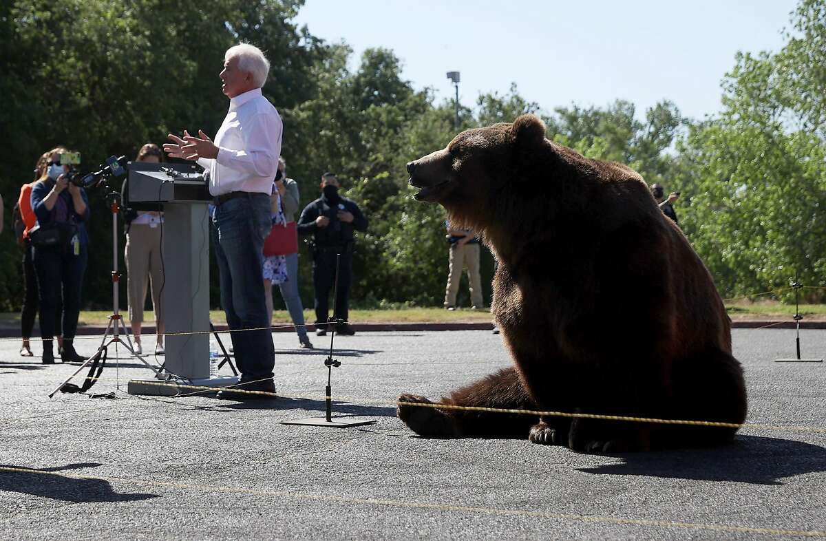 John Cox’s campaign brought a Kodiak bear to its kickoff in Sacramento this week.