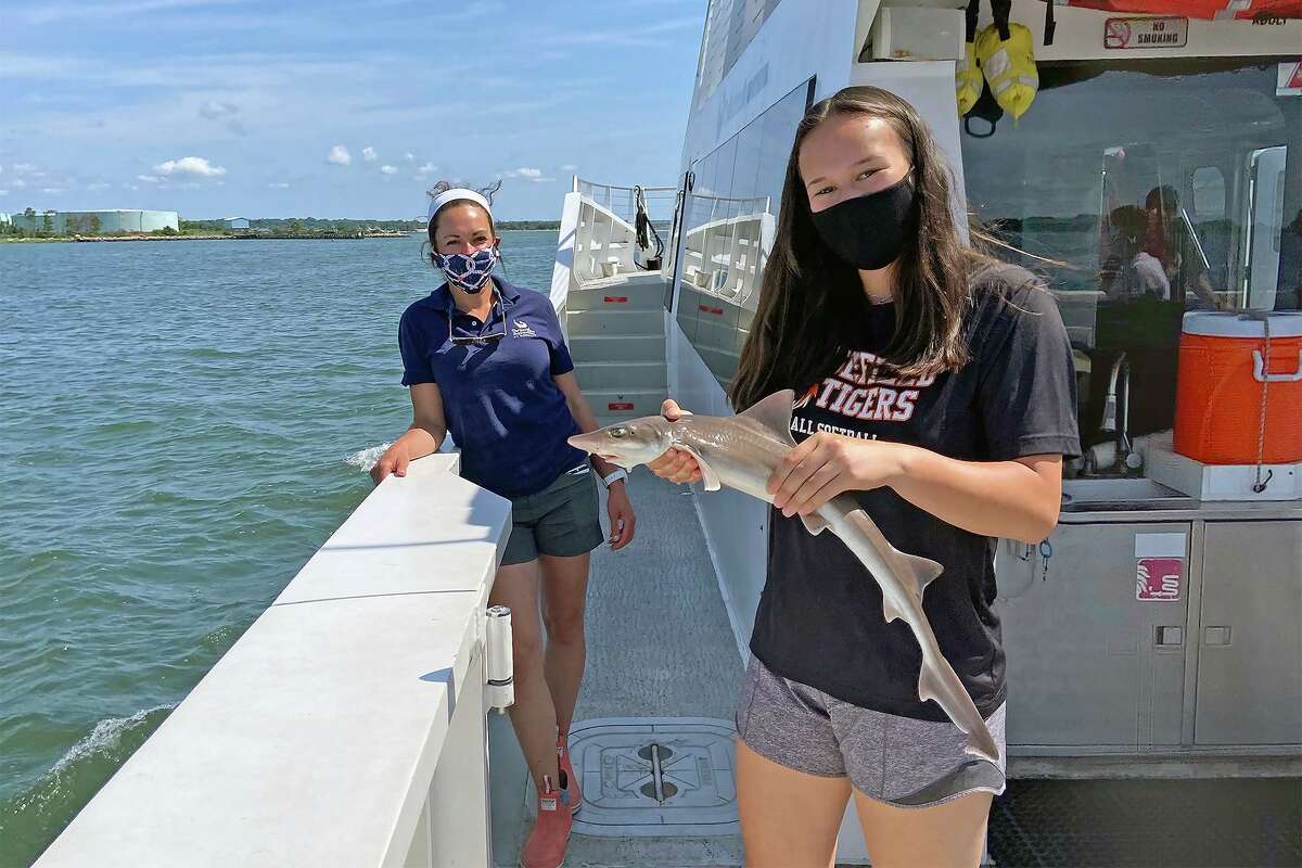 A smooth dogfish shark gets safely returned to Long Island Sound after being brought up for examination during a Marine Life Encounter Cruise.