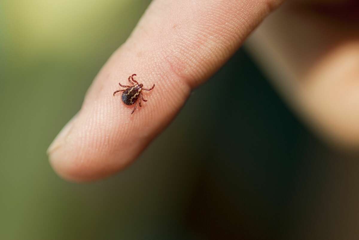 Different infected ticks can cause different diseases beyond Lyme. A wood tick, shown here, refers to the American dog tick (Dermacentor variabilis) and the Rocky Mountain wood tick (Dermacentor andersoni). A bite from an infected wood tick can cause Rocky Mountain Spotted Fever or tularemia.