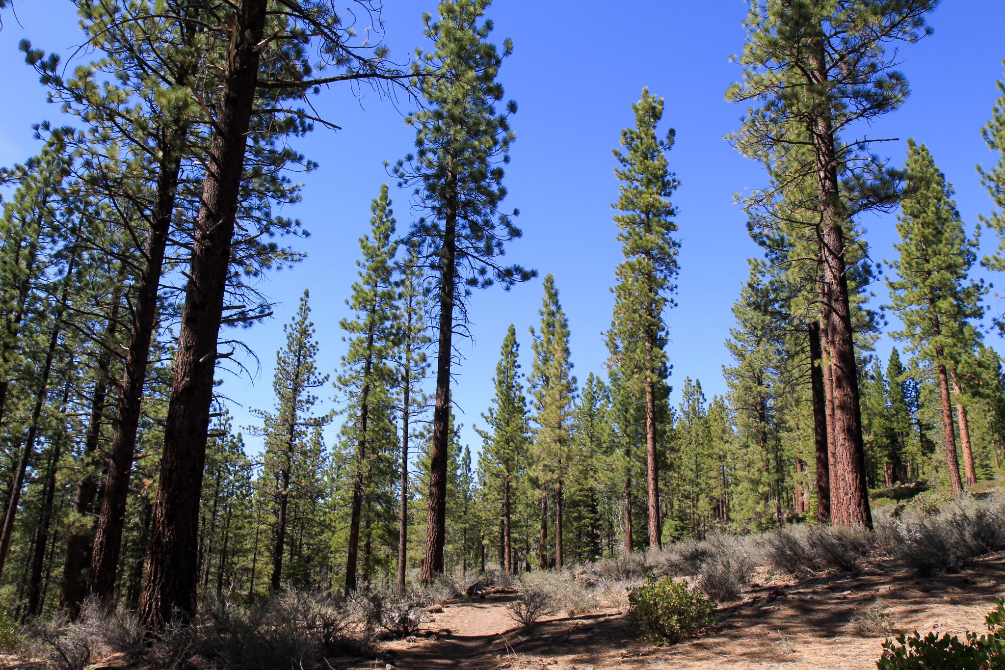 This Tahoe Truckee hike is a meditation on Jeffrey pine and sagebrush - Vimarsana News