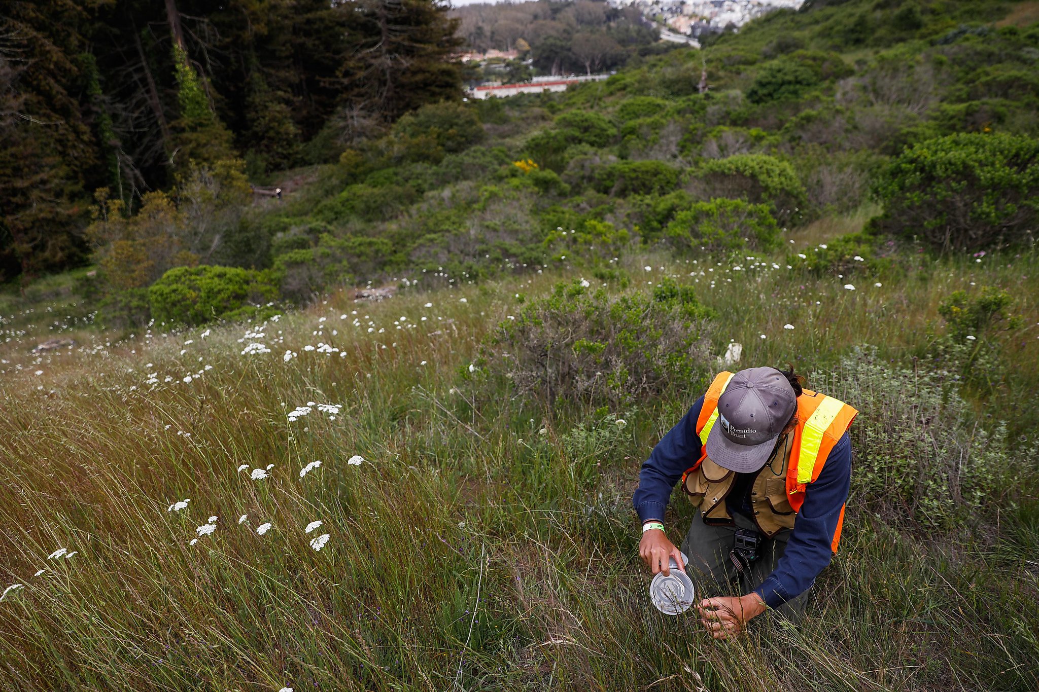 With a little help from ecologists and a net, a butterfly makes its way back to S.F.'s Presidio - Vimarsana News
