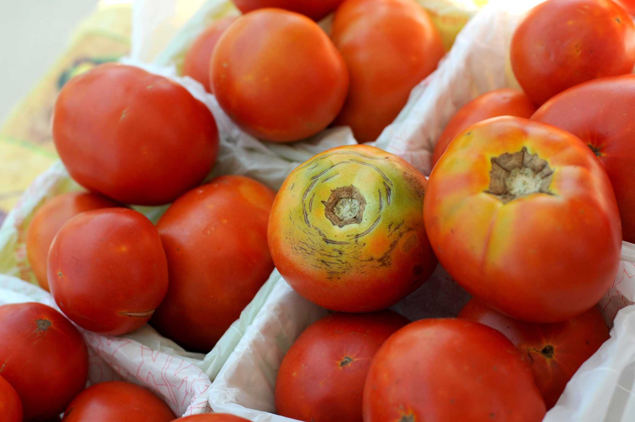 The best way to speed up ripening fresh tomatoes and then store them ...