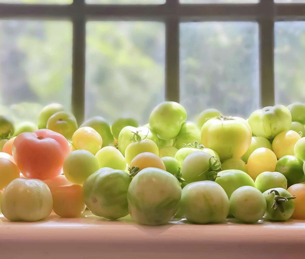 Storing underripe tomatoes in a sunny window can help them ripen faster.