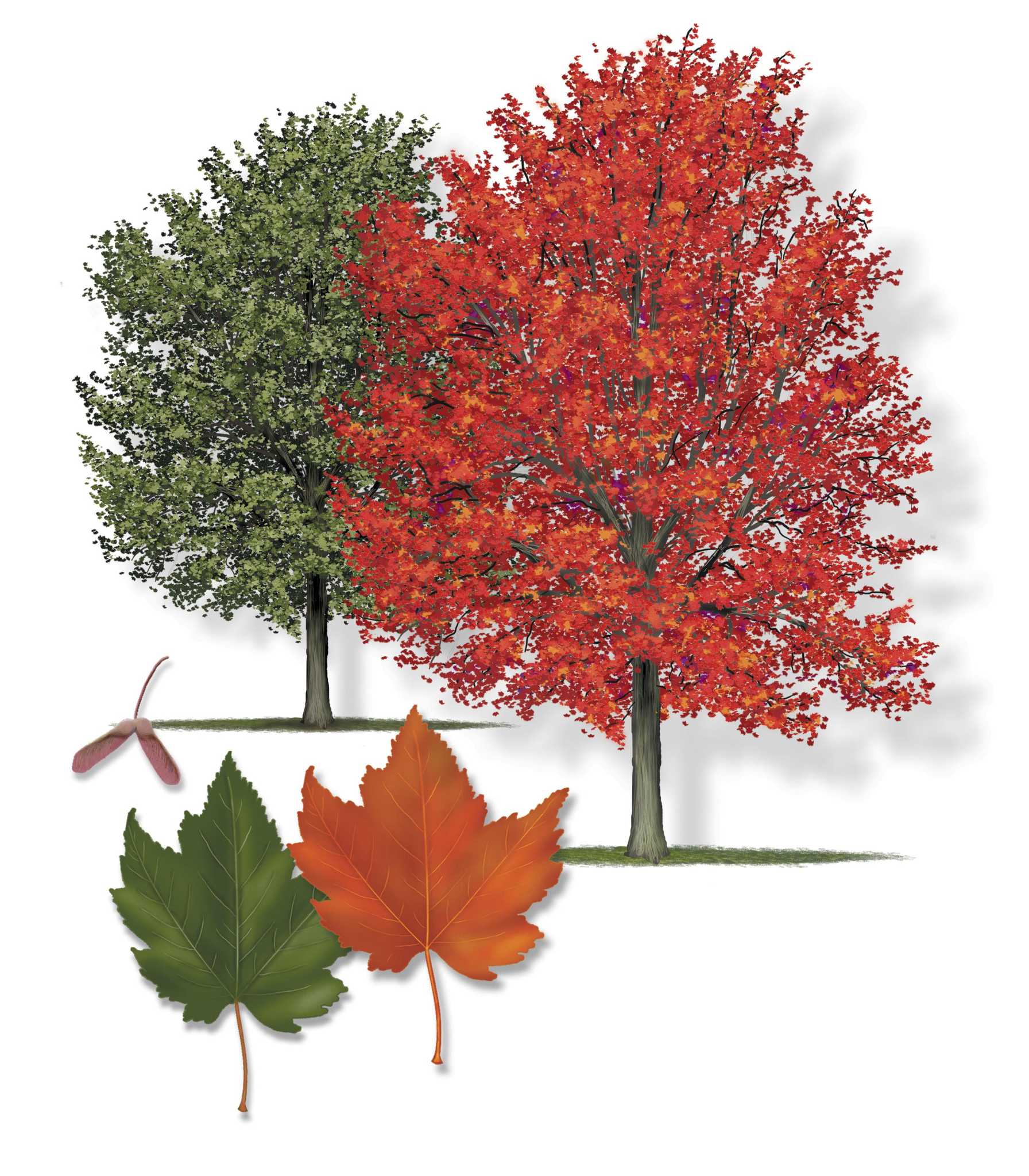 Opinion: CT-based Friends of Animals branches out to save trees - Vimarsana News