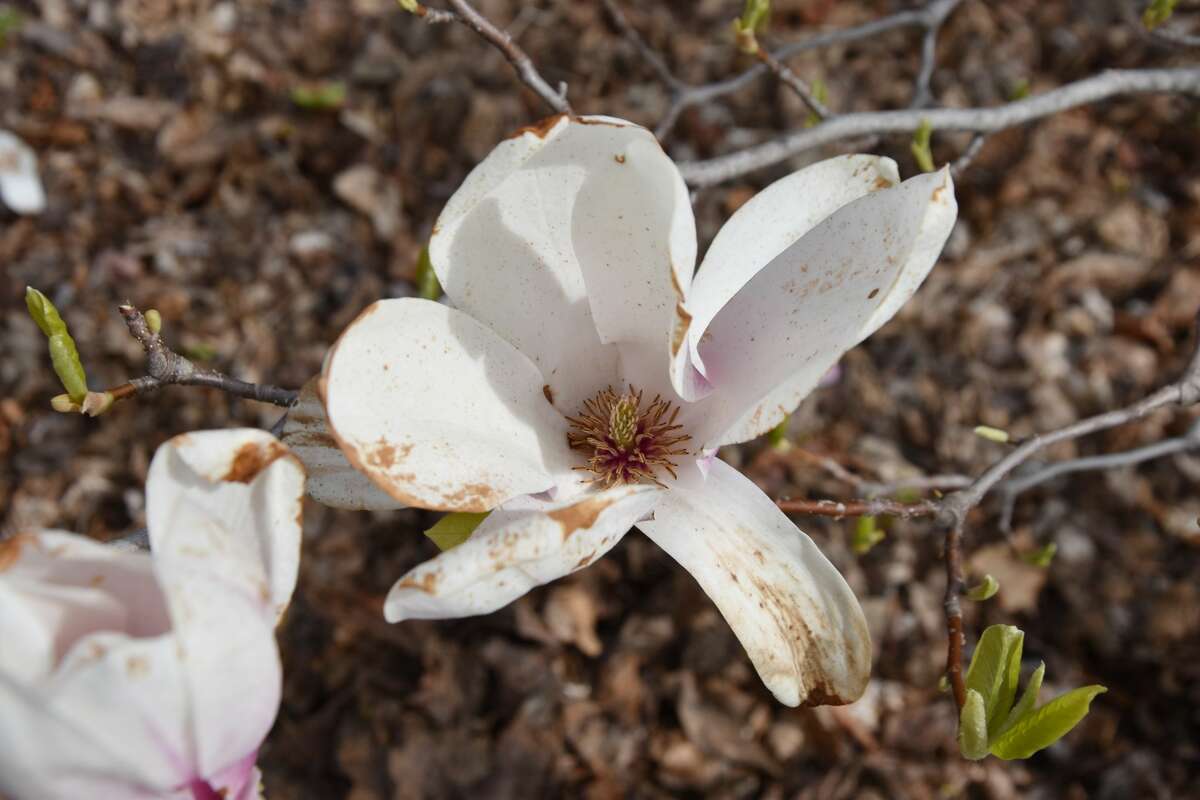 A magnolia blooms open on Maple Street across from the Ramsdell Regional Center for the Arts on Saturday.