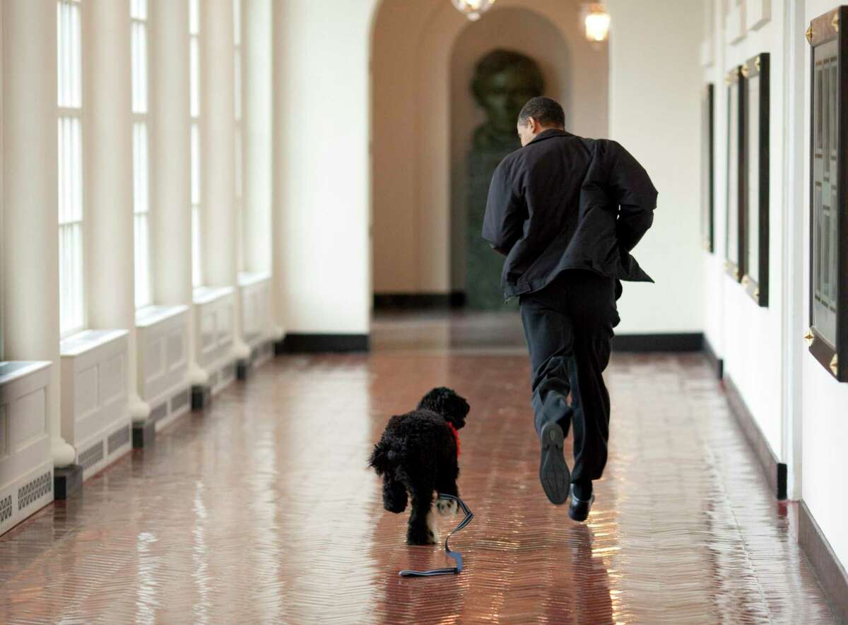 Michelle and Barak Obama shared on their social media that their dog Bo had died. In this handout image released by the White House on April 13, 2009, U.S. President Barack Obama runs down a corridor with Bo, a Portuguese water dog, in the White House in Washington, D.C.