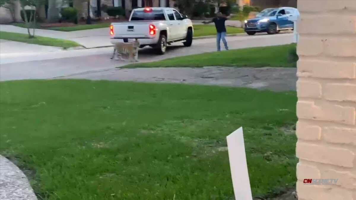 A resident of a west Houston neighborhood on Sunday night reported a loose Bengal tiger lying in a front yard in May 2021.