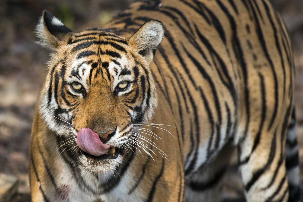 A Bengal tiger like this one was seen roaming a Houston neighborhood on Mother's Day. 