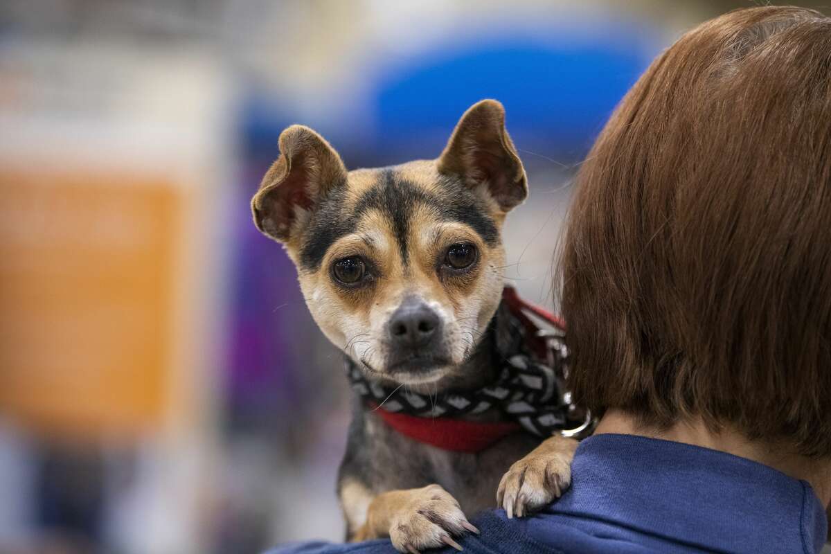 Unlike other U.S. pet shelters, local organizations and the Animal Care Services aren't seeing a rise in returns after the pandemic adoption boom last year in San Antonio. 