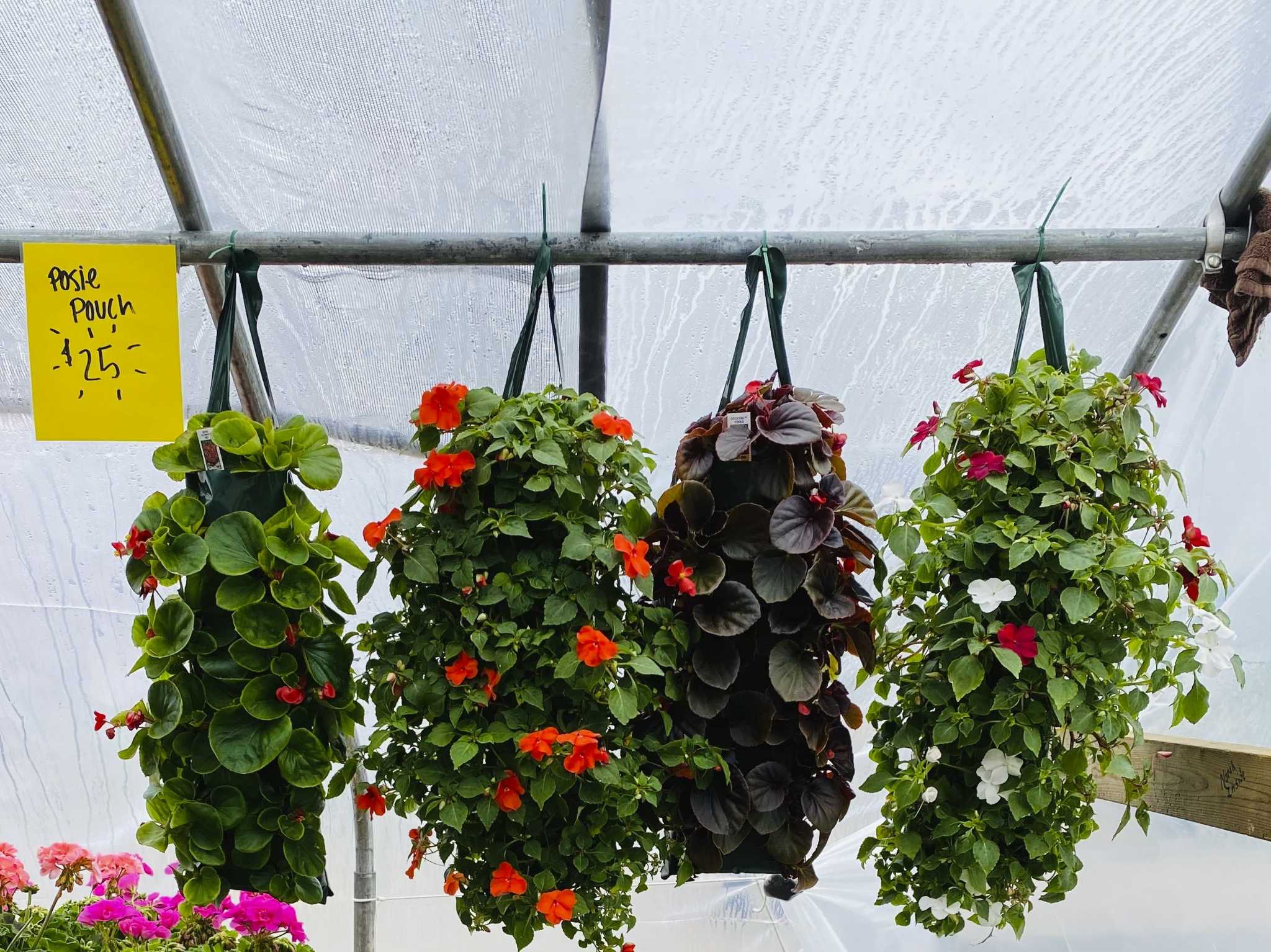 Thumb Industries opens new greenhouse - Vimarsana News