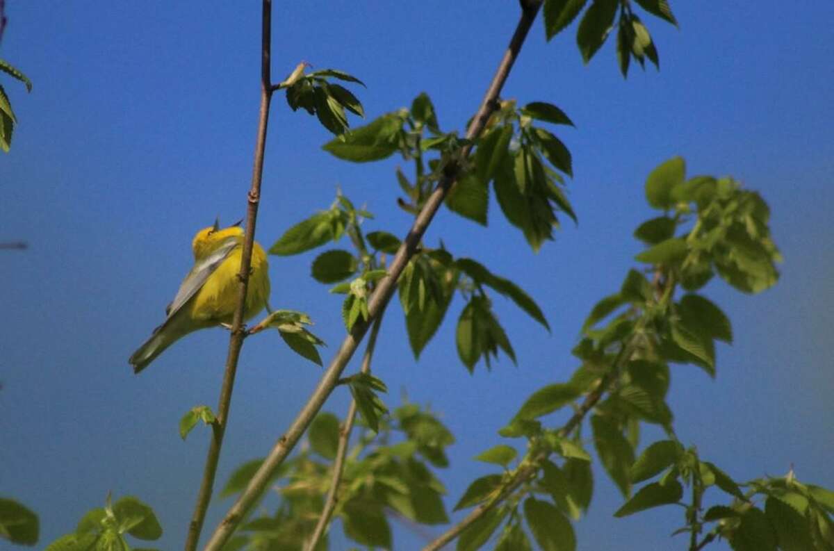 A blue winged warbler (cardamine diphylla) singing at Macricostas Preserve