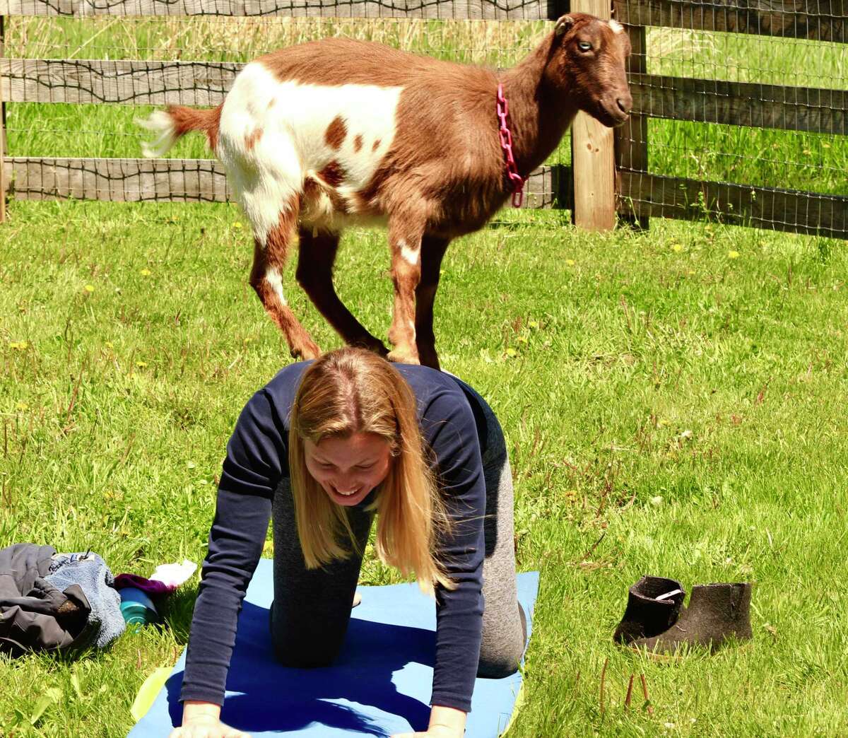The Catherine Violet Hubbard (CVH) Animal Sanctuary holds monthly goat yoga sessions.