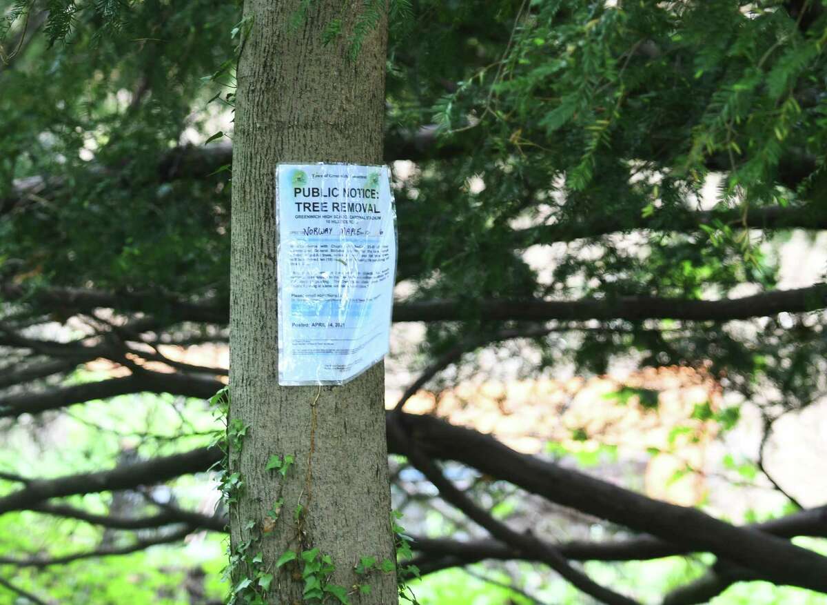 A group of trees are slated for removal at Greenwich High School in Greenwich, Conn. Monday, May 10, 2021. Located east of the football field and tennis courts, the trees are said to be holding back progress on the Cardinal Stadium construction project. An online public hearing is scheduled for May 12.