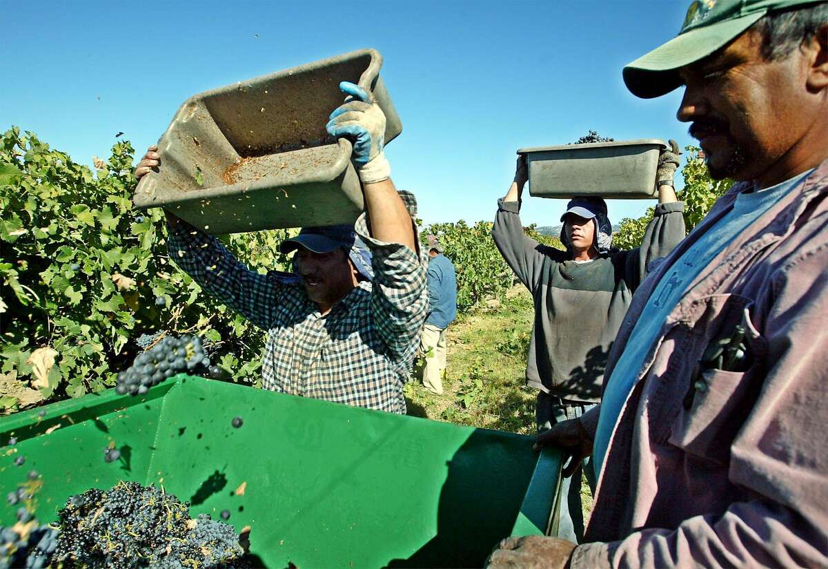 2003年，在Geyserville的Clos du Bois葡萄园，葡萄采摘者在收获期间搬运大量的赤霞珠葡萄。