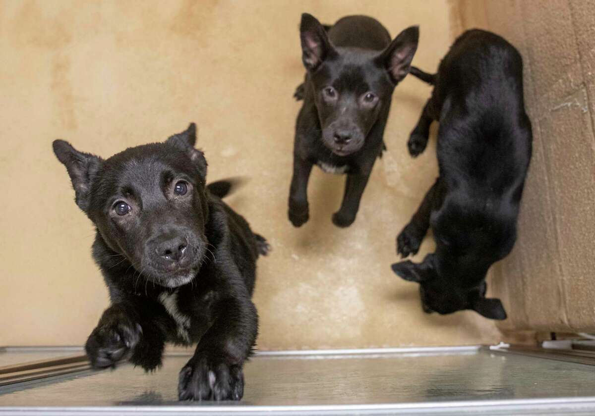 Dogs and cats available for adoption at the Midland Animal Shelter