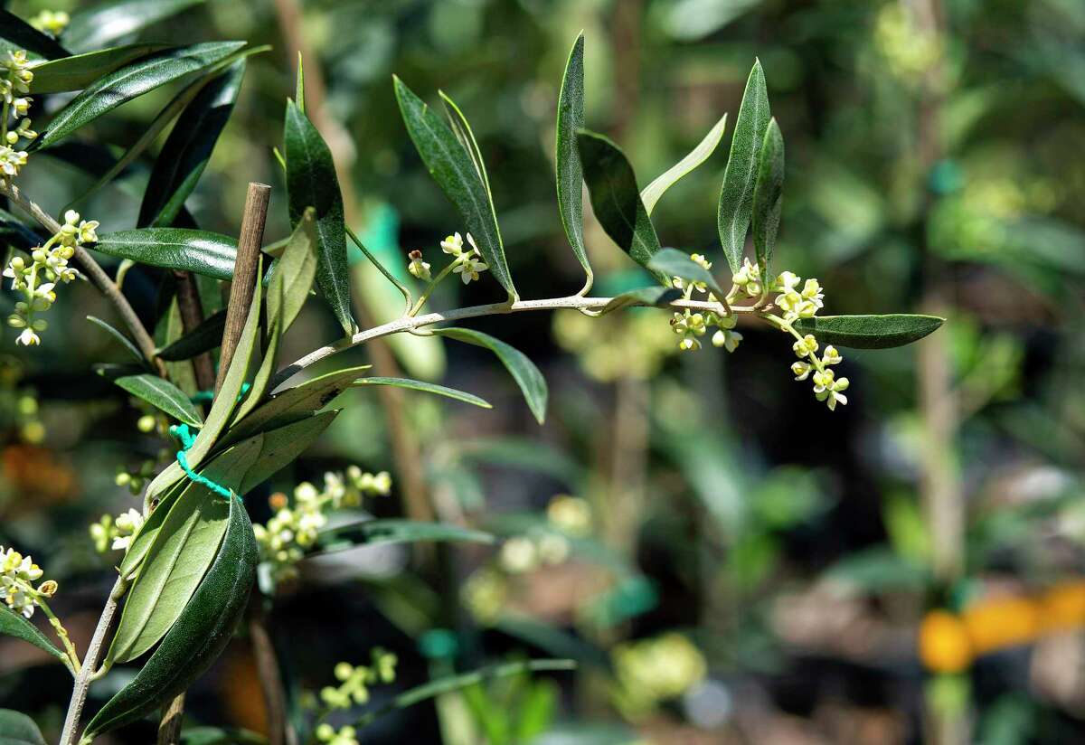 Texas olive trees hammered by February freeze. State’s olive industry