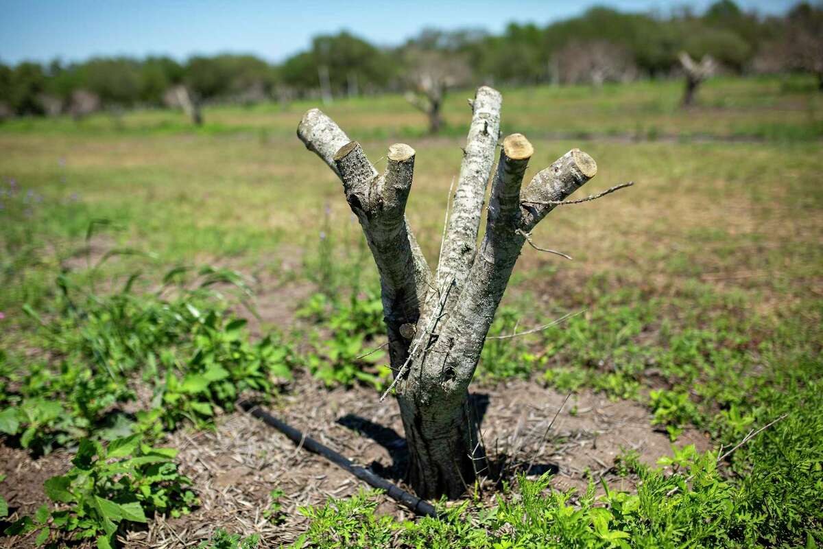Texas olive trees hammered by February freeze. State’s olive industry