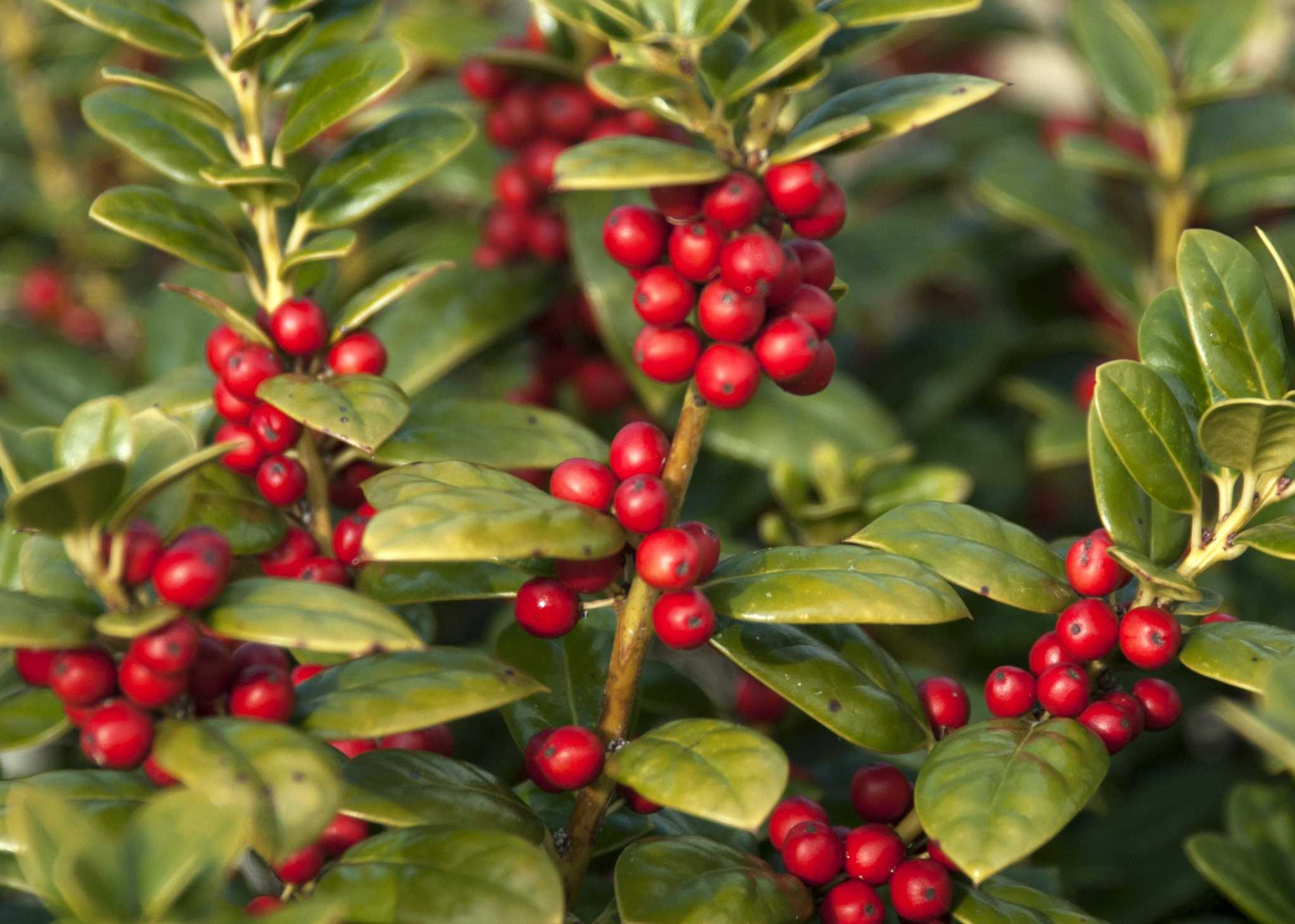 Amazing Burford Holly Shrub Pictures