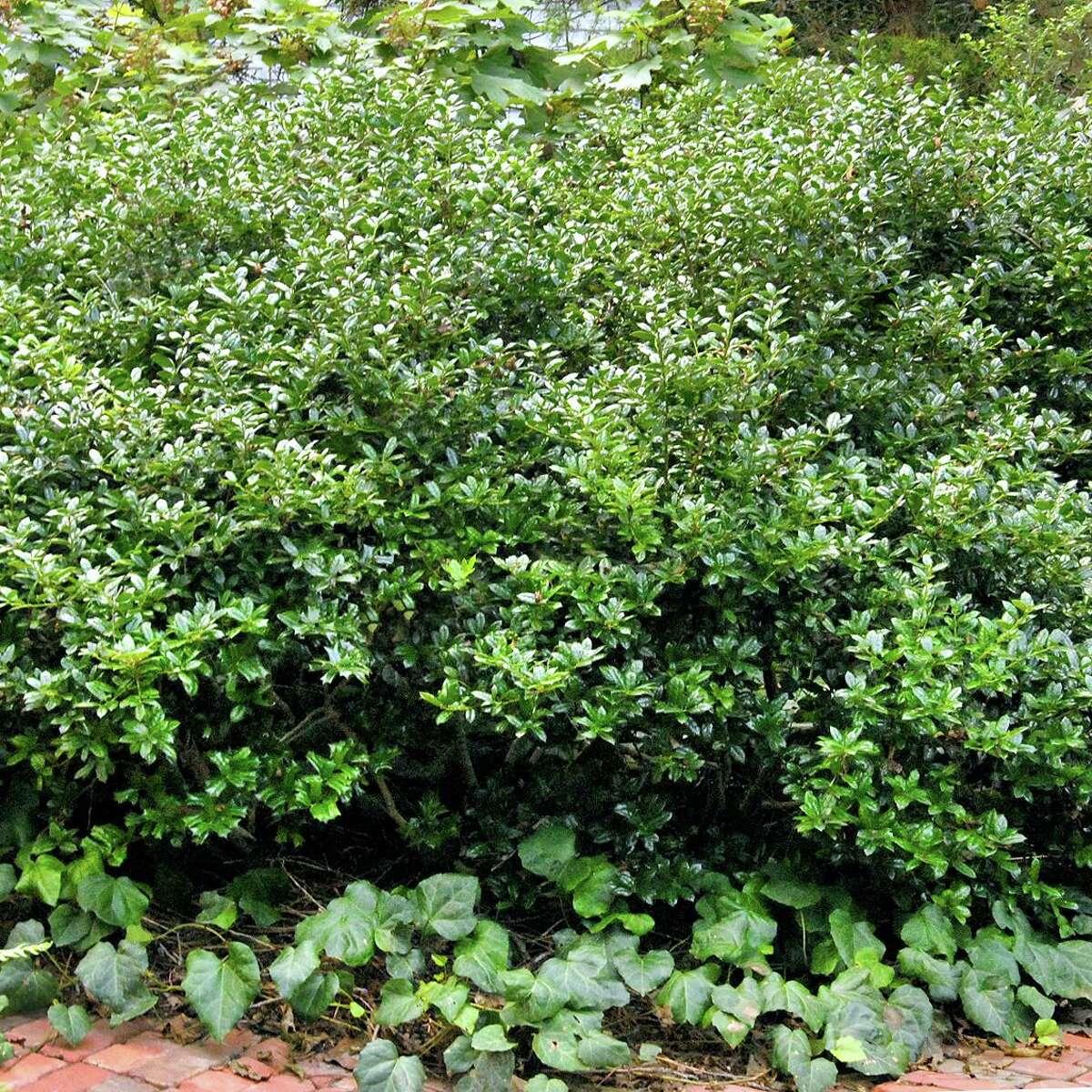 Dwarf Burford holly always a great shrub for San Antonio gardens