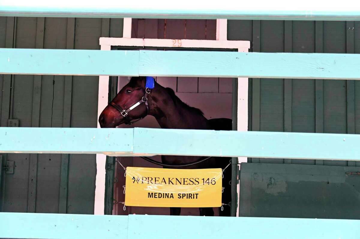 Kentucky Derby winner Medina Spirit relaxes in the Stakes barn after arriving at Pimlico Race Course Monday, May 10, 2021. (Lloyd Fox/The Baltimore Sun via AP)