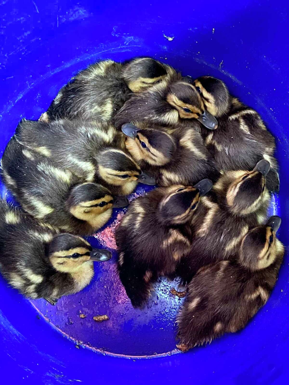 Jennifer Bradshaw, a nature educator at Woodcock Nature Center in Wilton, and Kris Zulkeski returned to the Miller-Driscoll School courtyard for the fourth year in a row to move a flock of newly-hatched ducklings to a more inhabitable environment.