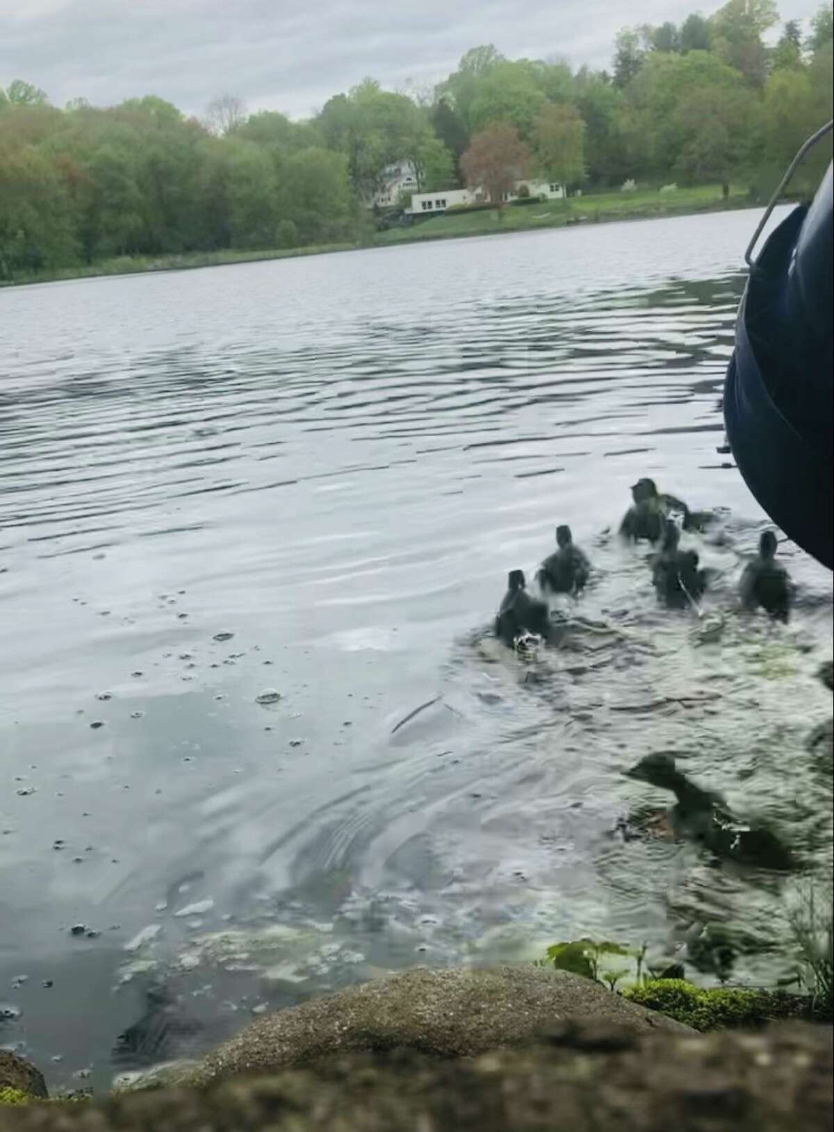 Jennifer Bradshaw, a nature educator at Woodcock Nature Center in Wilton, and Kris Zulkeski returned to the Miller-Driscoll School courtyard for the fourth year in a row to move a flock of newly-hatched ducklings to a more inhabitable environment.