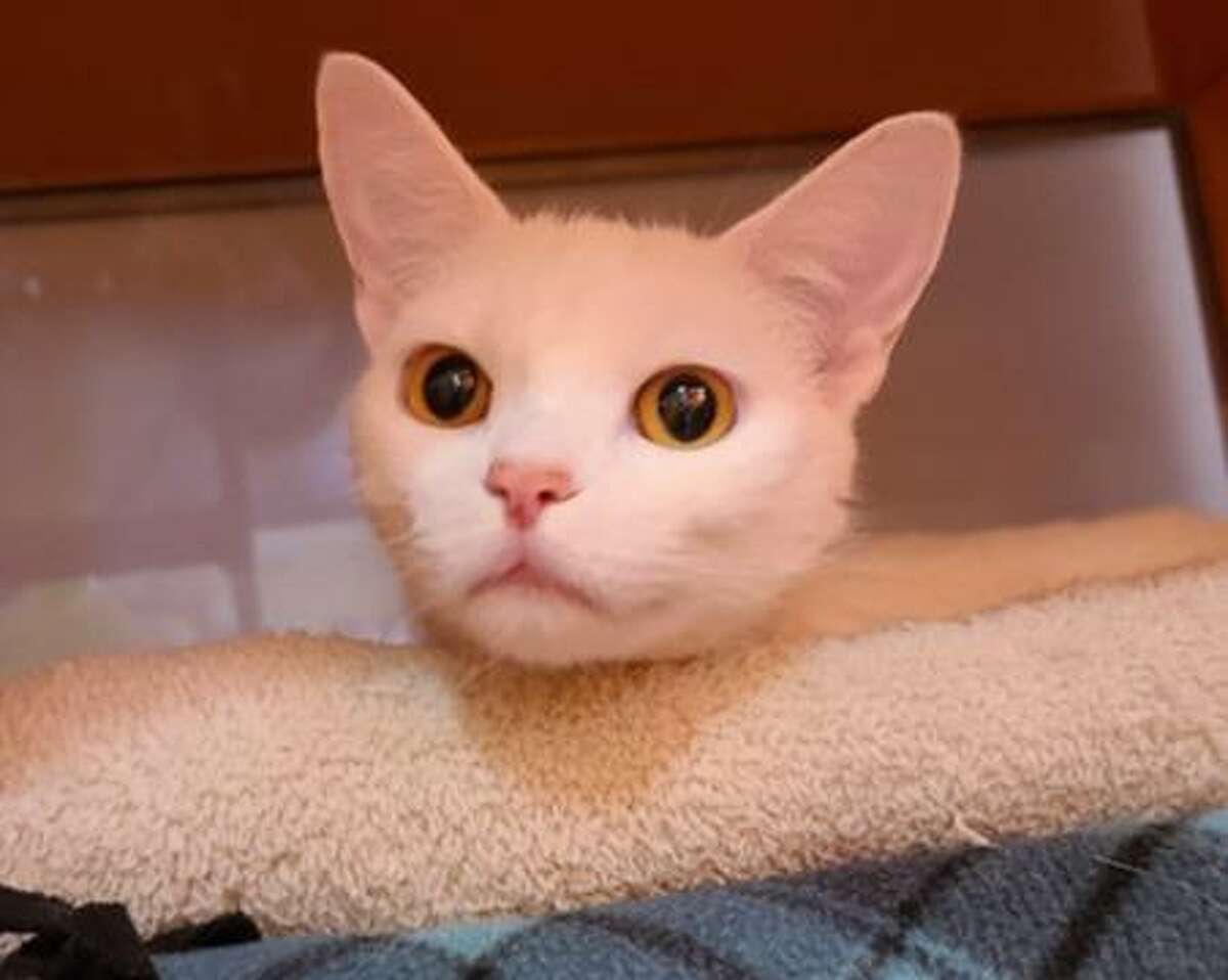 Luisa, a cat in Ridgefield, is still waiting for a forever home. She can be met by calling the ROAR-Donofrio Family Animal Shelter (45 South St., Ridgefield) at (203) 438-0158 for an appointment.