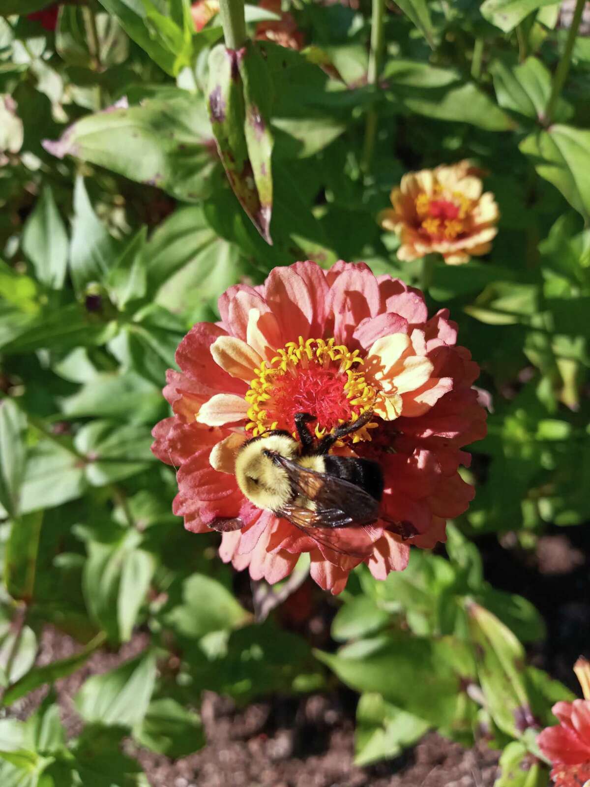 A bee on a flower