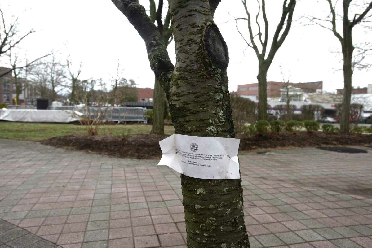 A tree is marked for removal at the Danbury Green in downtown. Friday, March 26, 2021, Danbury, Conn.