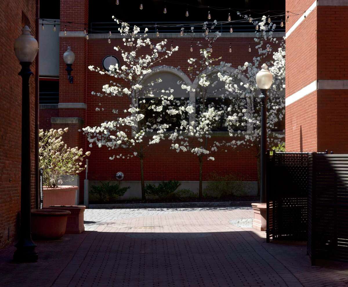 A tree blooms next to the parking garage in downtown. New Socioeconomic demographic information being shared about Danbury's neighborhoods will be used by a task force to develop the city masterplan for the next 10 years. Friday, April 23, 2021, in Danbury, Conn.