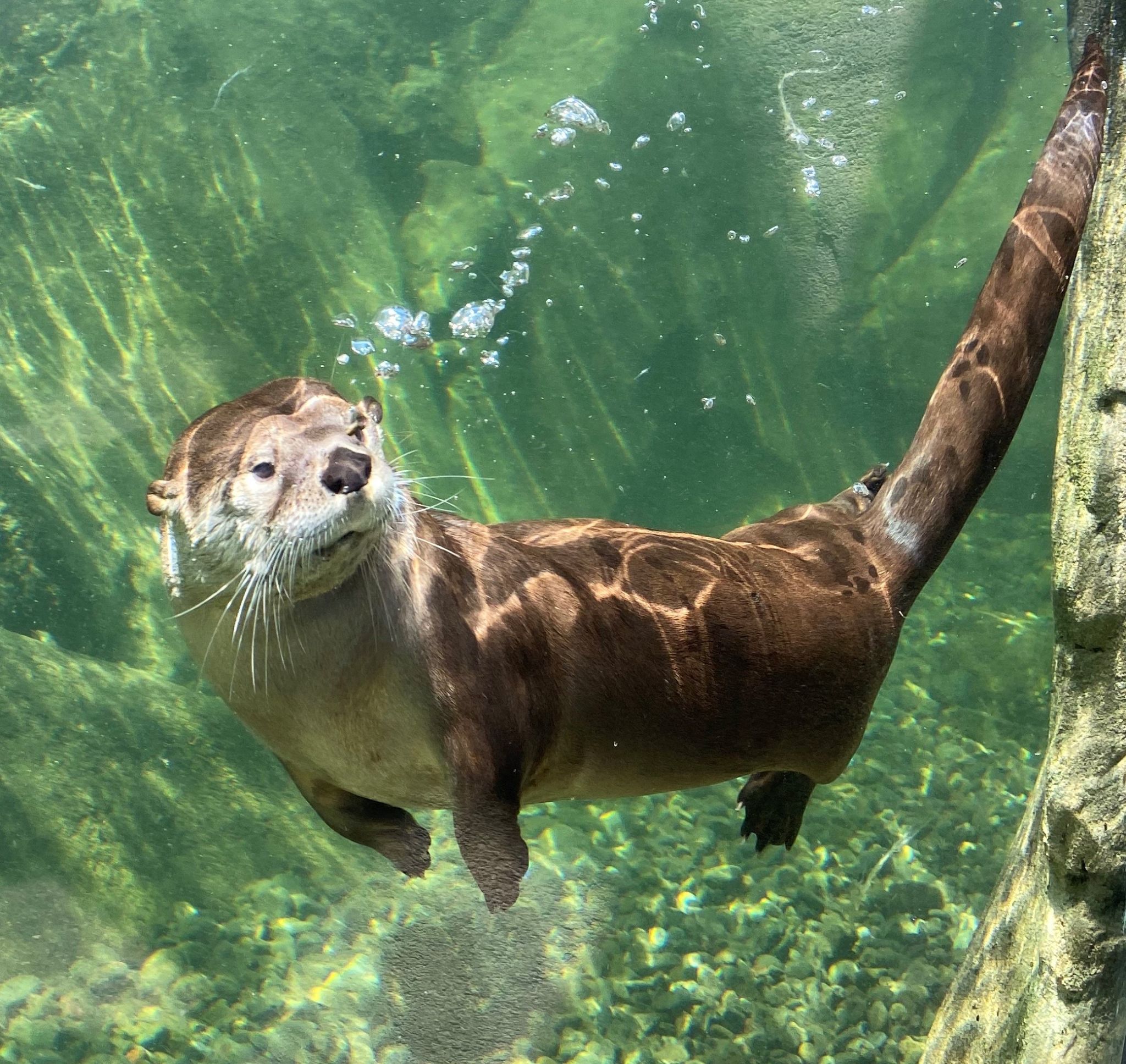 What Do Otters Eat? Otters Diet By Types What Eats Otters?, 54 OFF