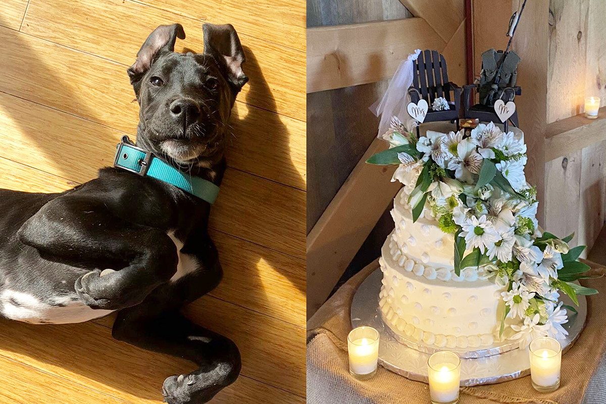 Dog crashes local wedding, bites the cake