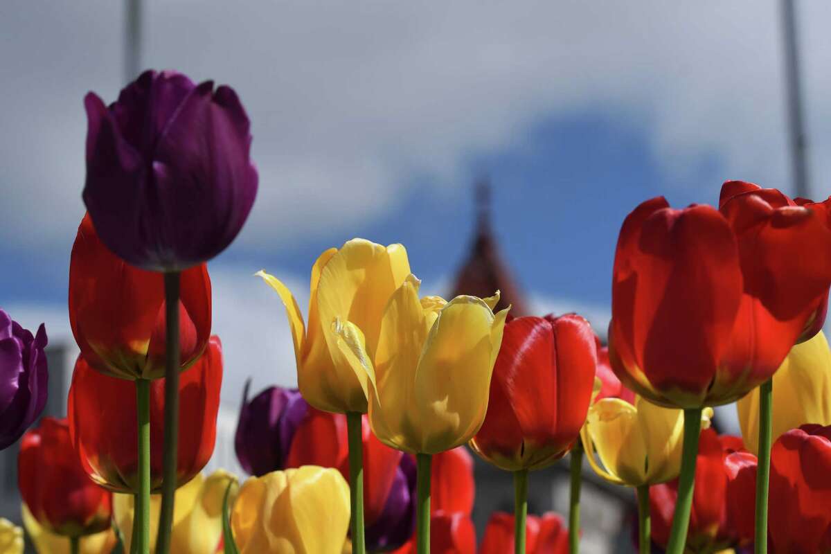Albany Tulip Festival photo contest is back for 2022