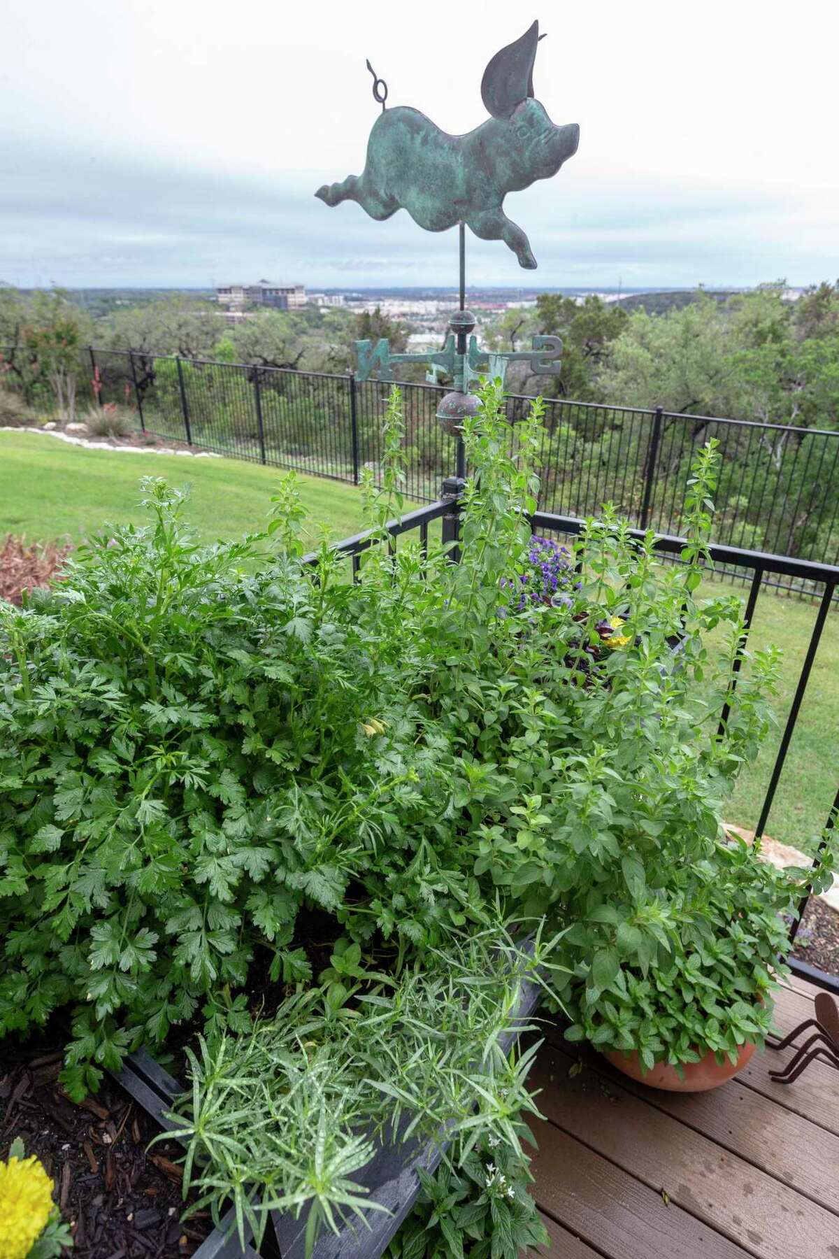 Michelle Barrera keeps a small herb garden in her back yard that she uses in dishes she cooks for her blog, michellesipsandsavors.com.