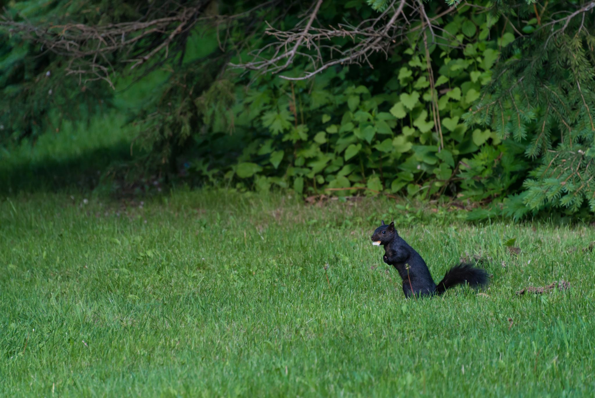 Here's what to know about these black rock squirrels