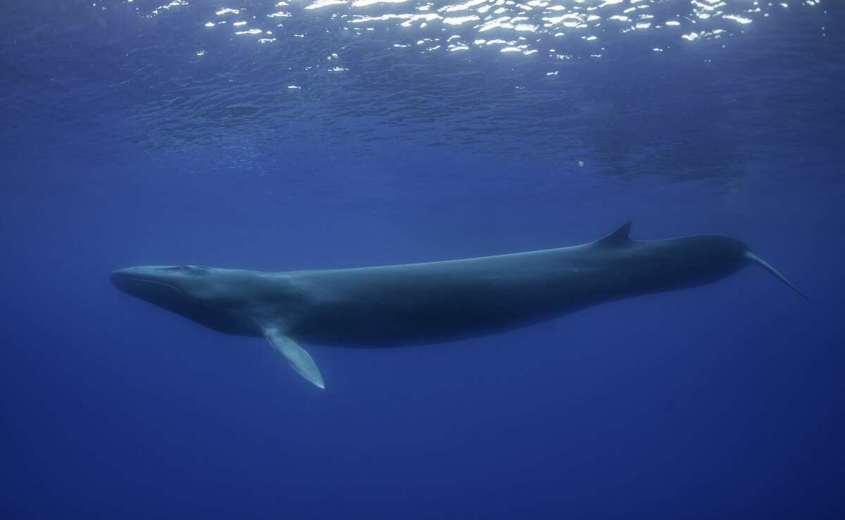 A fin whale in the waters offshore from Pico Island in the Azores.