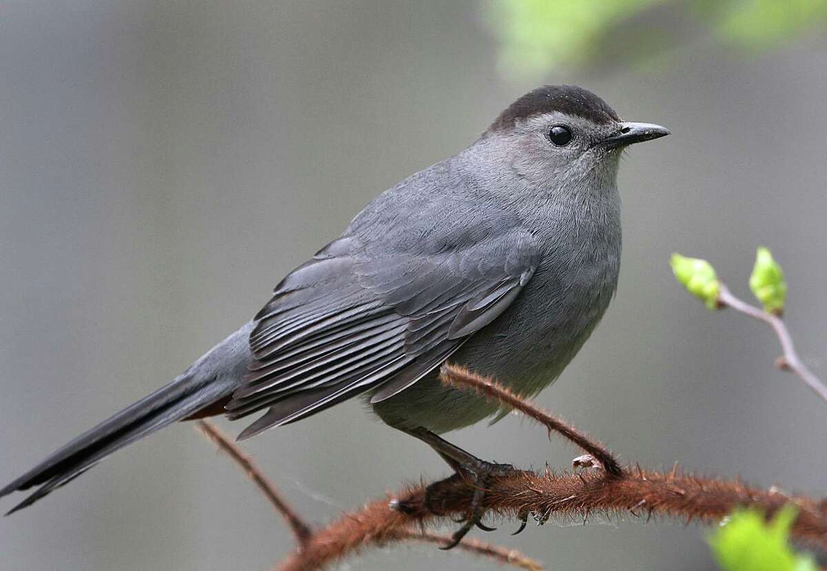 Birds With A Cat Like Call That Attracts The Ladies Are Arriving In Connecticut