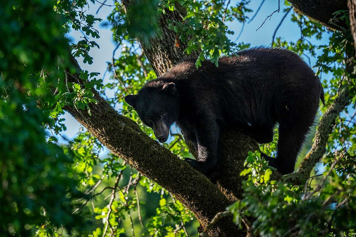 A black bear was sighted in an oak tree in a residential backyard on Tamalpais Avenue in San Anselmo, just a block from downtown San Anselmo on Thursday, May 13, 2021. After a few hours, Fish & Game was able to coax him down and he scurried off towards the wooded open space area of Mt. Tamalpais. An excited crowd had gathered to witness the bear sighting. A Central Marin police spokeswoman estimated it was a 200-300 lb male.