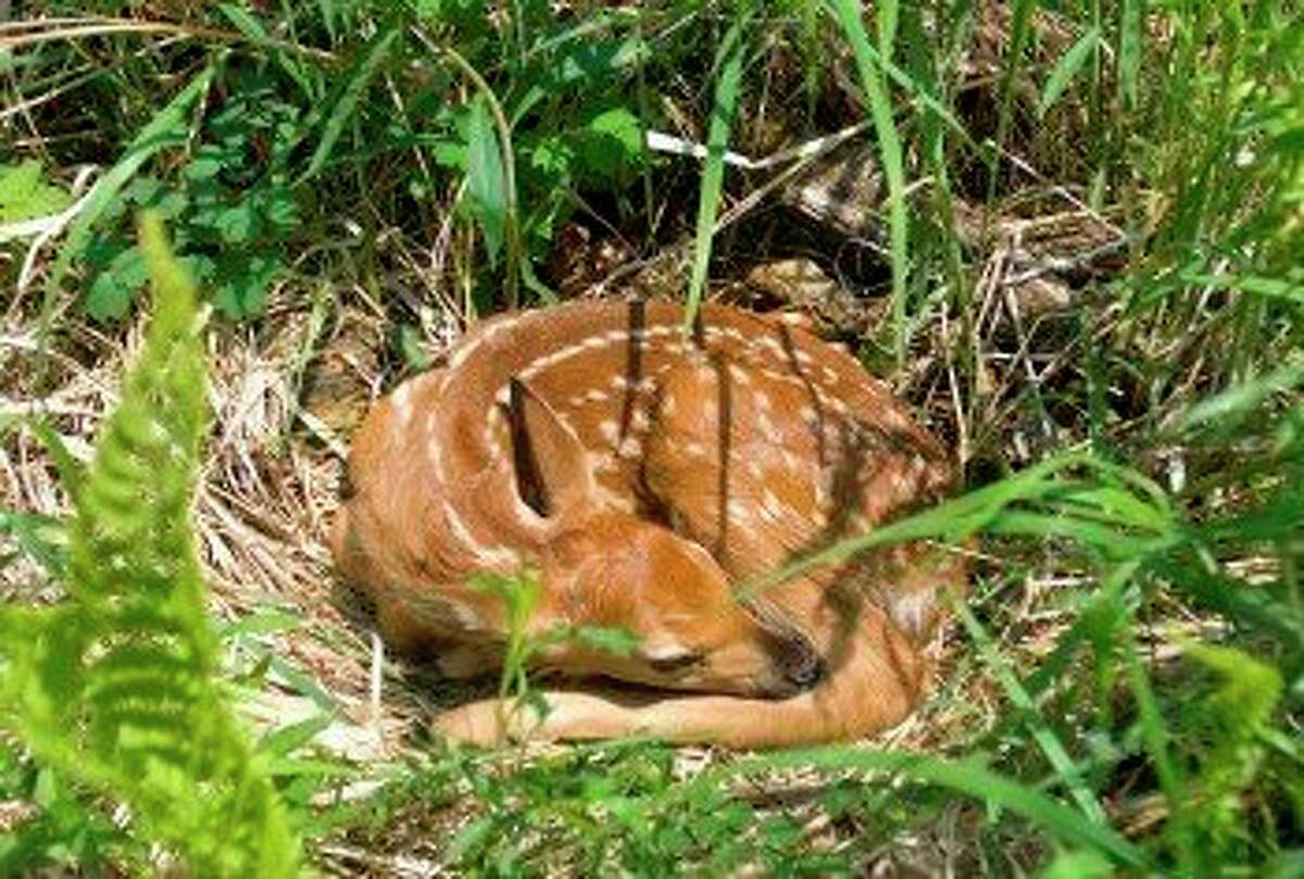 Dnr Leave Fawns Alone