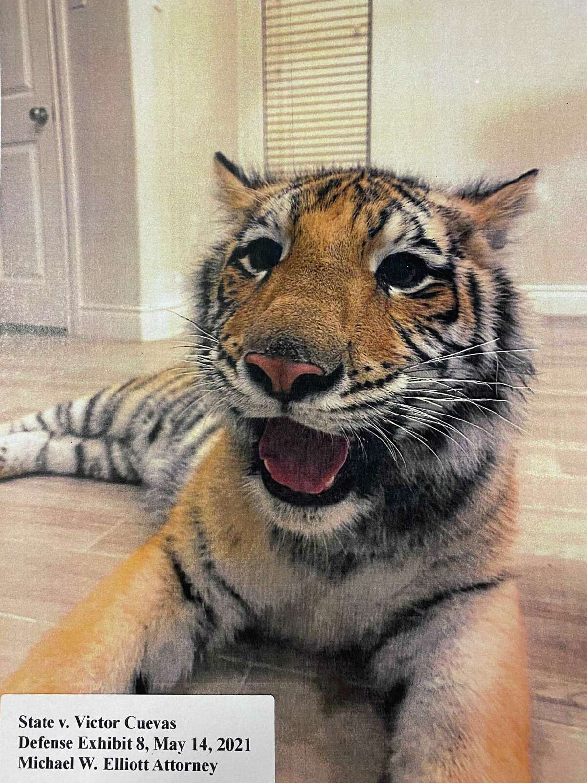 Man linked to missing tiger returned to Fort Bend County Jail