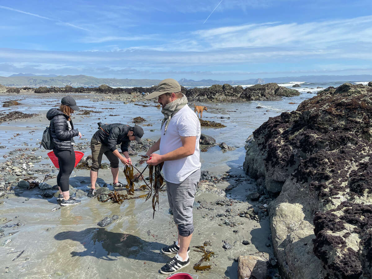 Seaweed is constantly being gleaned from the ocean and thrust ashore on the California coast. 