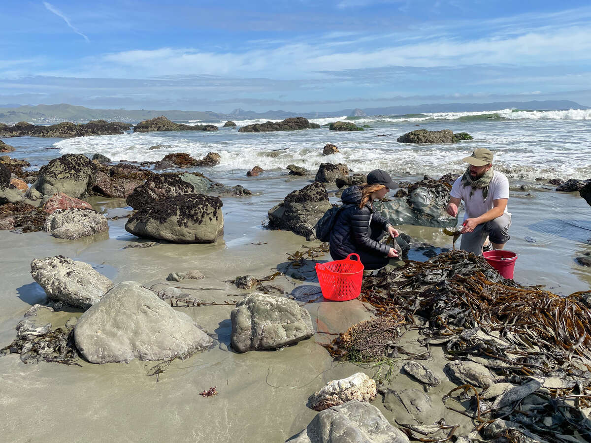 Even for those with only a passing interest in foraging, scouring California's Central Coast for seaweed isn't a bad way to spend an afternoon. 