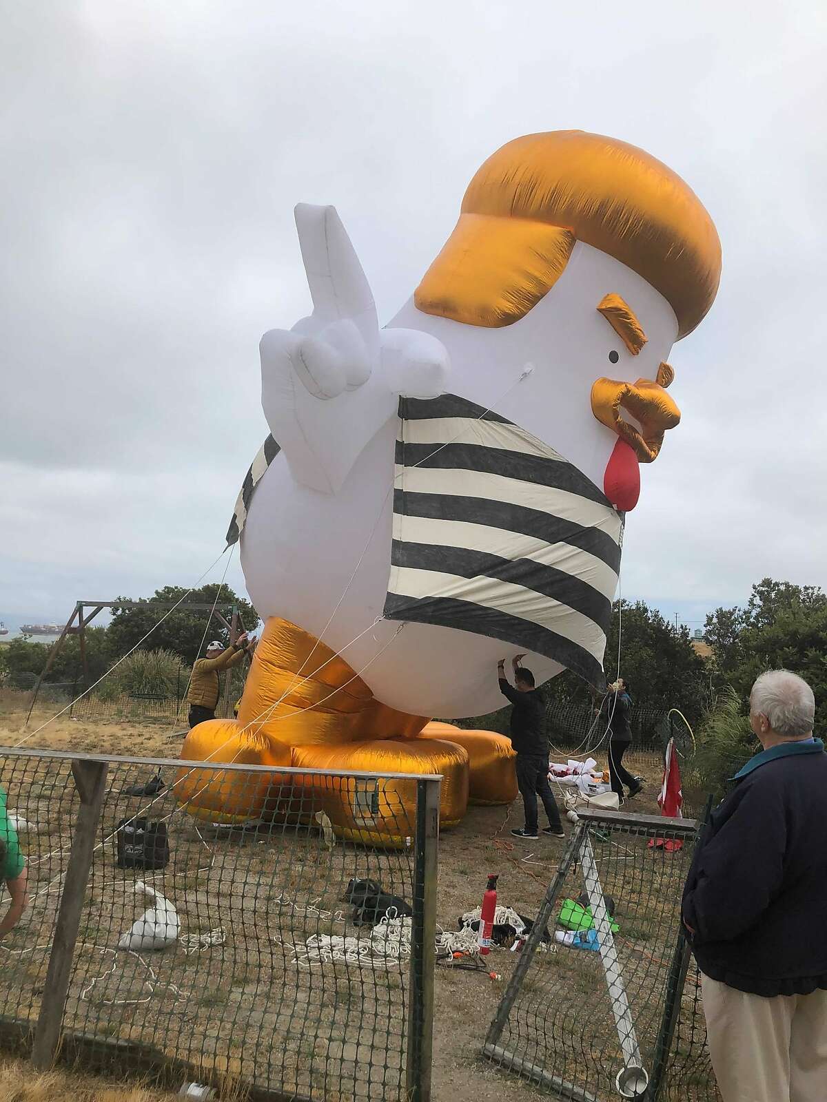 He’s 33 foot high and all puffed up. It’s the Donald Trump chicken balloon, which was retired from active service in San Francisco on Saturday at a mock funeral organized by its owner Danelle Morton.