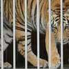 India, a 9-month-old tiger, looks out from his traveling cage at BARC in Houston as he is prepared to head to Cleveland Armory Black Beauty Ranch on Sunday, May 16, 2021. India was surrendered by its owner, about a week after it was spotted loose in a Houston neighborhood.