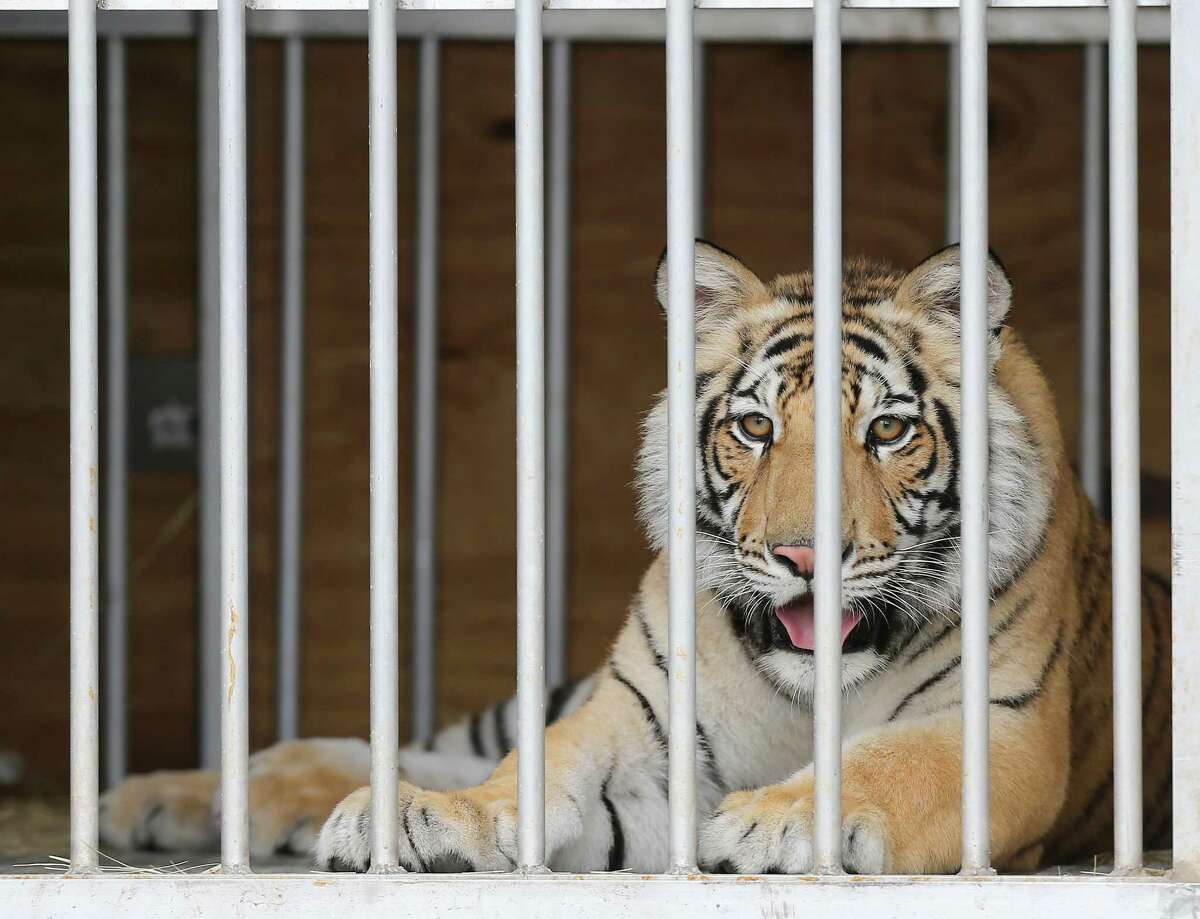 India, a 9-month-old tiger, looks out from his traveling cage at BARC in Houston as he is prepared to head to Cleveland Armory Black Beauty Ranch on Sunday, May 16, 2021. India was surrendered by its owner, about a week after it was spotted loose in a Houston neighborhood.