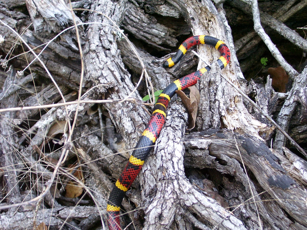 Here are the top 5 snakes you'll find in San Antonio - Vimarsana News