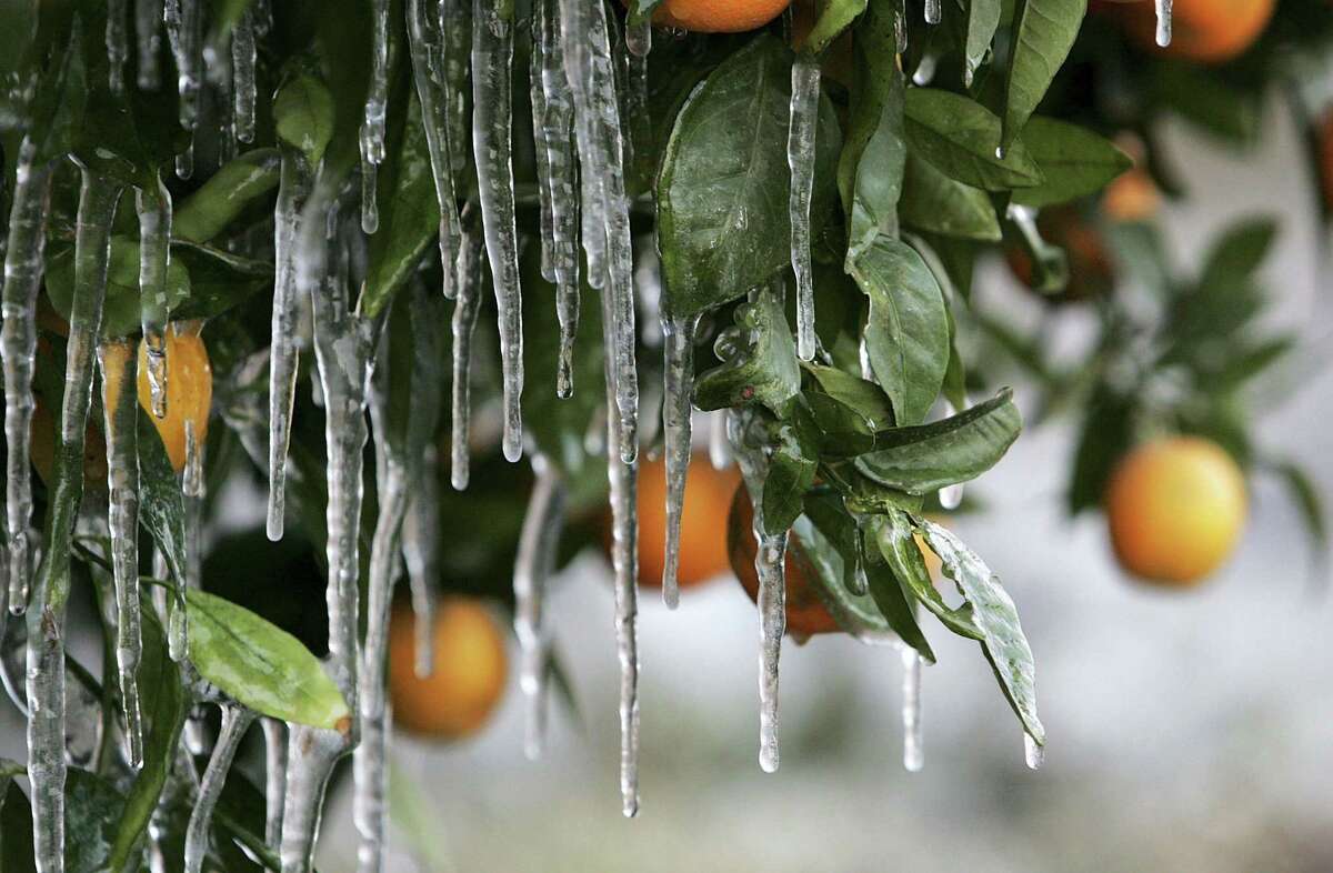 If your citrus is now sending up shoots after the freeze, temper your excitement unless you’re sure the shoots are from the trunk or stems above the graft.