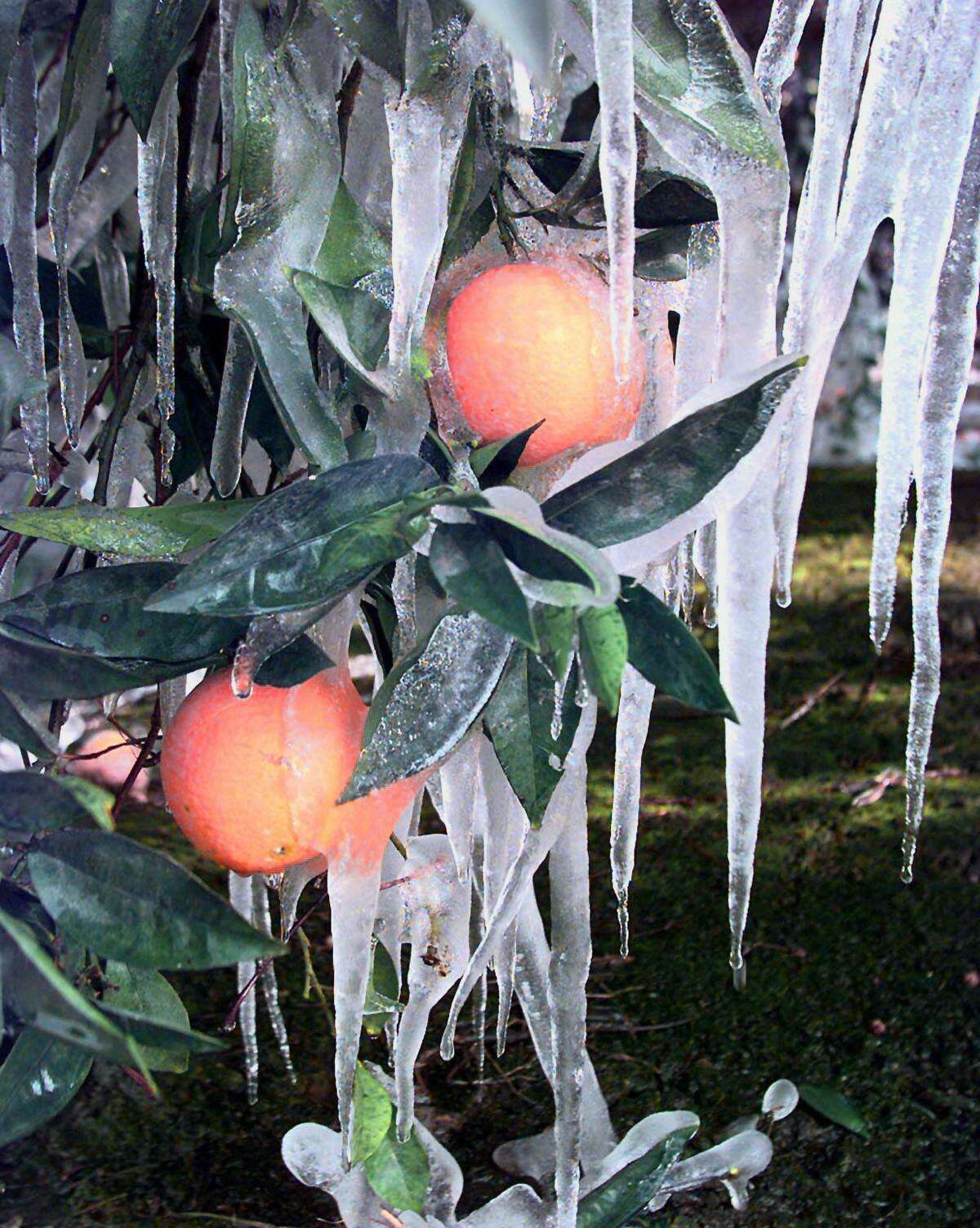 If your freezedamaged citrus tree is sending out new shoots, that’s