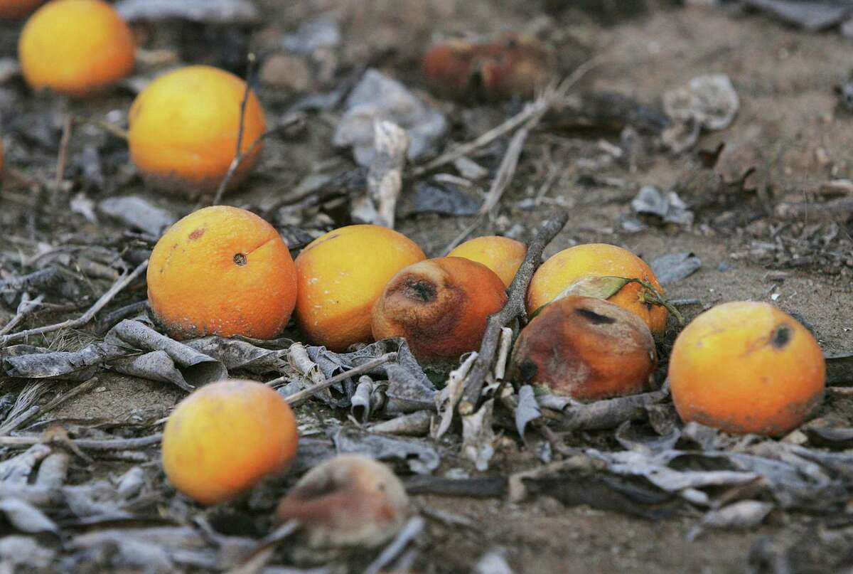 If your freezedamaged citrus tree is sending out new shoots, that’s not necessarily good news